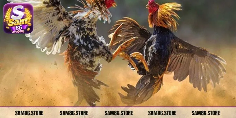 99% các trận đấu chọi gà cựa sắt đều rất gây cấn và kịch tính